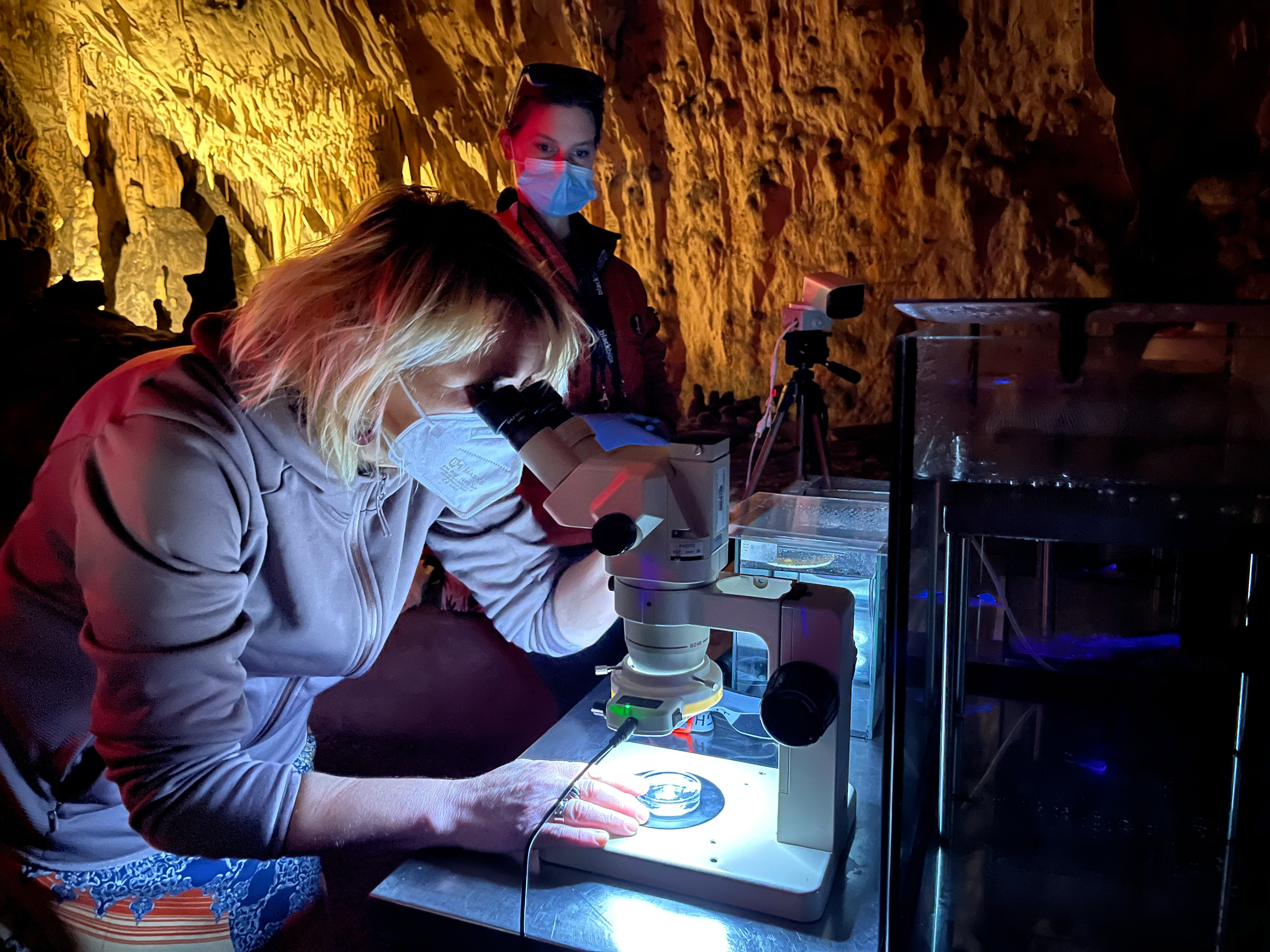 11 Laboratorij Postojnske jame že več let uspešno sodeluje z znanstveniki Biotehniške fakultete v Ljubljani. Foto Postojnska jama.jpg