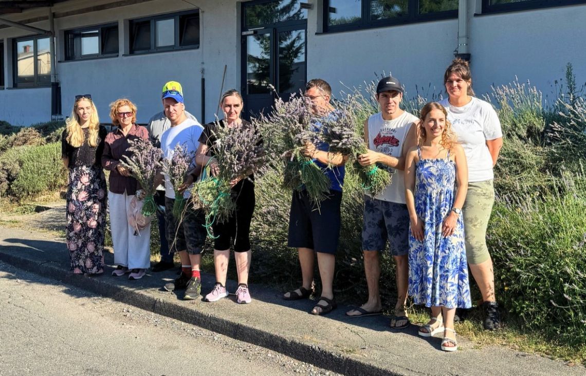 Čarobno žetje sivke  – dišeča tradicija, ki povezuje